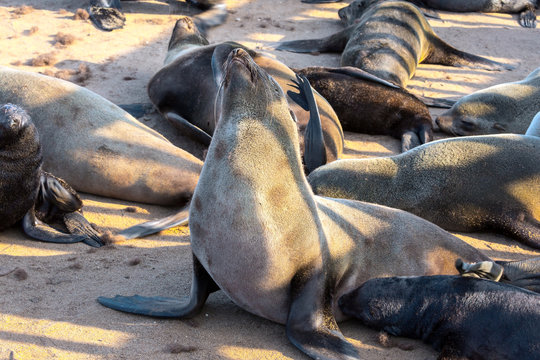 The South African fur seal rookery