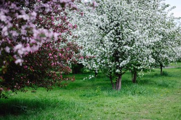 Obraz premium apple trees