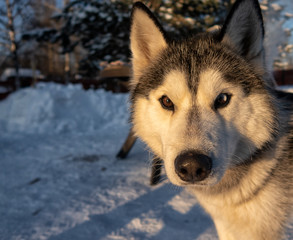 dog and fish. Portrait of siberian husky on snow.