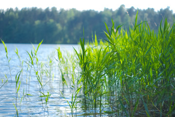 The green reeds in the lake water against the forest