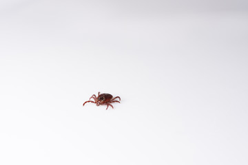 Tick isolated on white background. Parasite closeup, macro view. Worm enlarged on a white background. Arachnid spreading diseases.