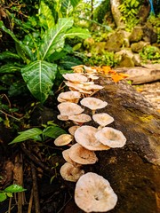 mushroom in forest