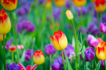 Yellow, red, purple or violet color tulip flowers on a flowerbed on a sunny day of the spring season. The green background of stems, leaves, and grass.