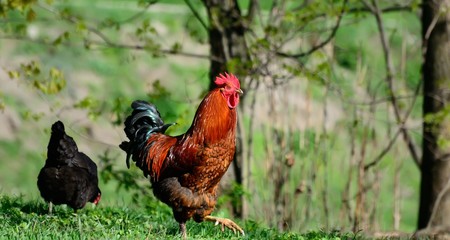 rooster walking in the garden