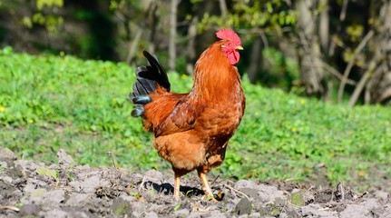 rooster walking in the garden