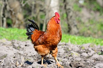 rooster walking in the garden