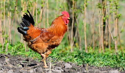 rooster walking in the garden