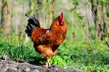 rooster walking in the garden