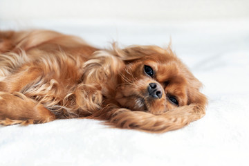 Adorable dog, cavalier spaniel