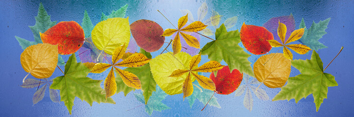 Colorful autumn leaves, chestnuts and cones on the wet blue glass. Studio isolated on blue background, panoramic format
