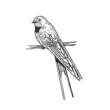 Common house martin swallow bird sketch engraving vector illustration. T-shirt apparel print design. Scratch board imitation. Black and white hand drawn image.