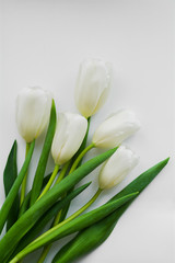 Five white tulips on a white background