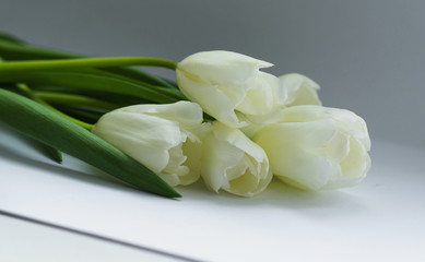 Fototapeta na wymiar Five white tulips lie on a gray background