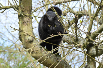 black cat is climbing on the branches of an old tree, copy space