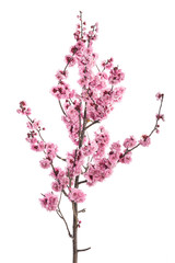 Pink cherry blossom branch isolated on white background.