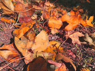 orange leaves lie on the grass. autumn maple leaves