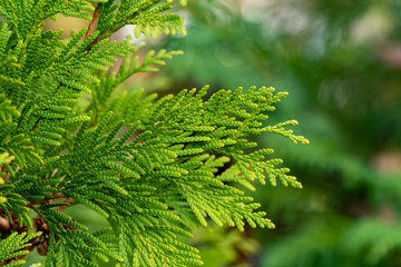 Yellow-green foliage on branch of Thuja occidentalis Aurea (northern or eastern white cedar). Blurred background. Selective focus. Close-up. Evergreen landscaped garden. Nature concept for design.