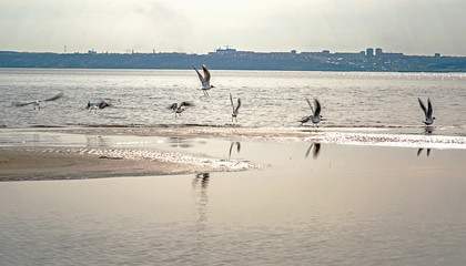 Birds fly over the river