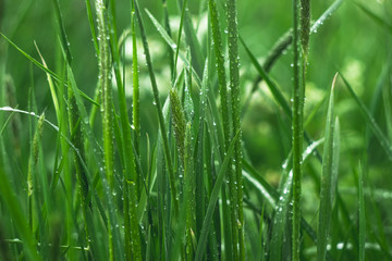 Fototapeta na wymiar Grass with water drops, green natural background. Dew on field in the morning, springtime concept.
