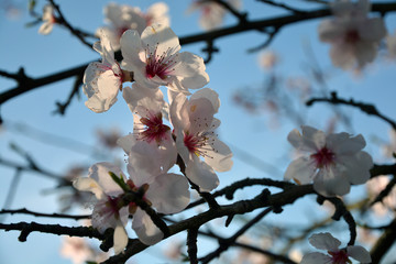 Mandelblüten