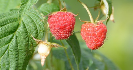 raspberries in the garden