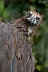 Close up of Eurasian black vulture Cinereous Vulture