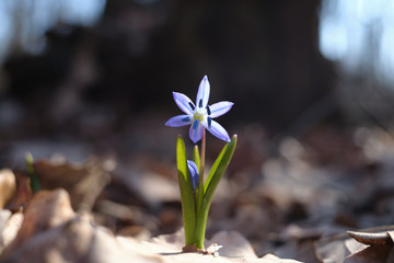 spring Scilla flowers in a forest