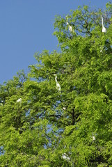 flock of herons in a tree with blue sky in the background