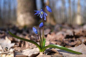 spring Scilla flowers in a forest