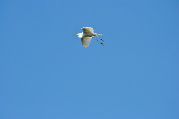 white heron flying with blue sky in the background