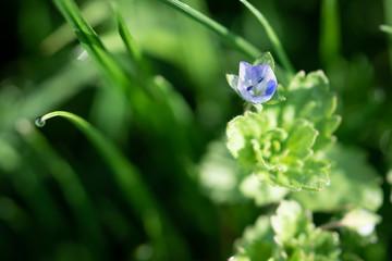 Frühling im Garten: 