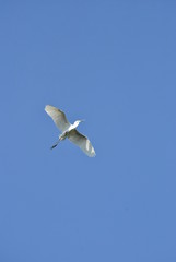 white heron flying with blue sky in the background