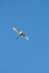 Fototapeta na wymiar white heron flying with blue sky in the background