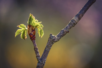 Frühling im Garten: 