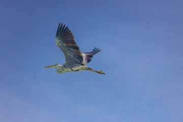 Gray heron (Ardea cinerea) flying. Wildlife in natural habitat.