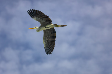 Gray heron (Ardea cinerea) flying. Wildlife in natural habitat.