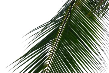 Fototapeta premium Tropical coconut leaves on white isolated background for green foliage backdrop 