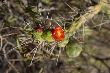 Colca Canyon Peru. Cactus. Flower