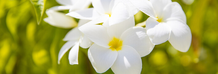 Panorama of blossoming Frangipani flower on soft green color in blur style for banner or cards background. Summer nature closeup of white Plumeria flower. Bright colorful spring flowers