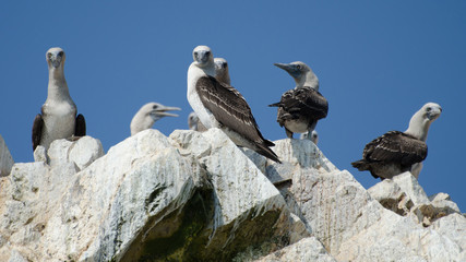 Peruvian booby (Sula variegata)