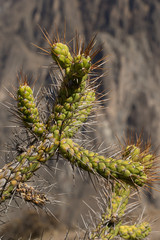 Colca Canyon Peru. Cactus