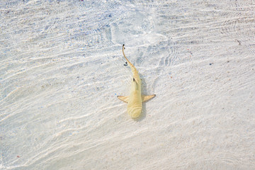 Baby black tip reef shark swimming close to the shore in shallow waters above white sand in the Maldives