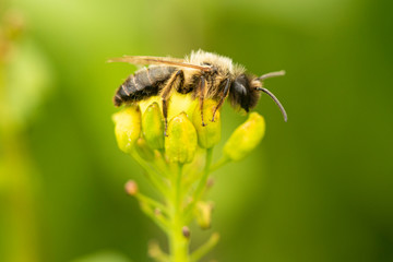 bee on a flower