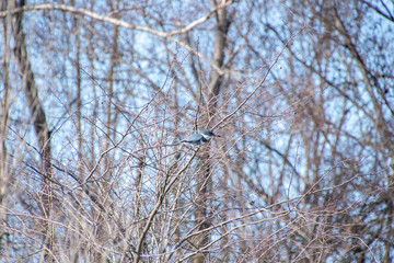 A picture of a belted kingfisher perching on the branch.   Vancouver BC Canada