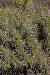 Colca canyon Peru. Mountains. Cactus