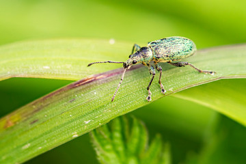 insect on leaf