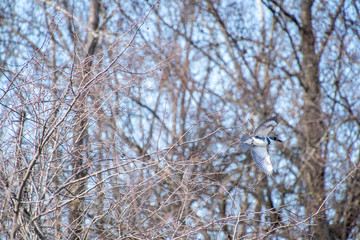 A picture of a belted kingfisher flying in the air.     Vancouver BC Canada