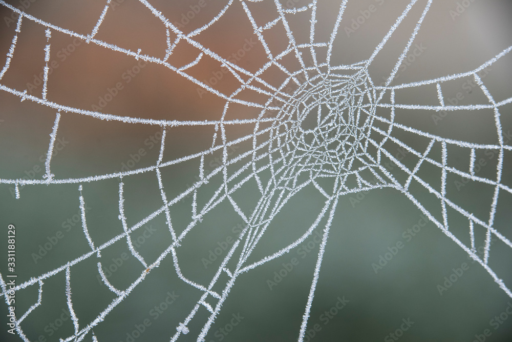 Wall mural frozen spiderweb