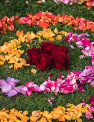 mandala of different colored rose petals, symmetrical spiral shape of flowers