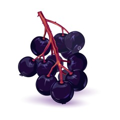 Bunch of sambucus, elderberry or elder. Fresh black berry. Forest wild berry using for syrop, juice. Ripe organic product. Vector illustration isolated on white for recipe, packing design, ads.